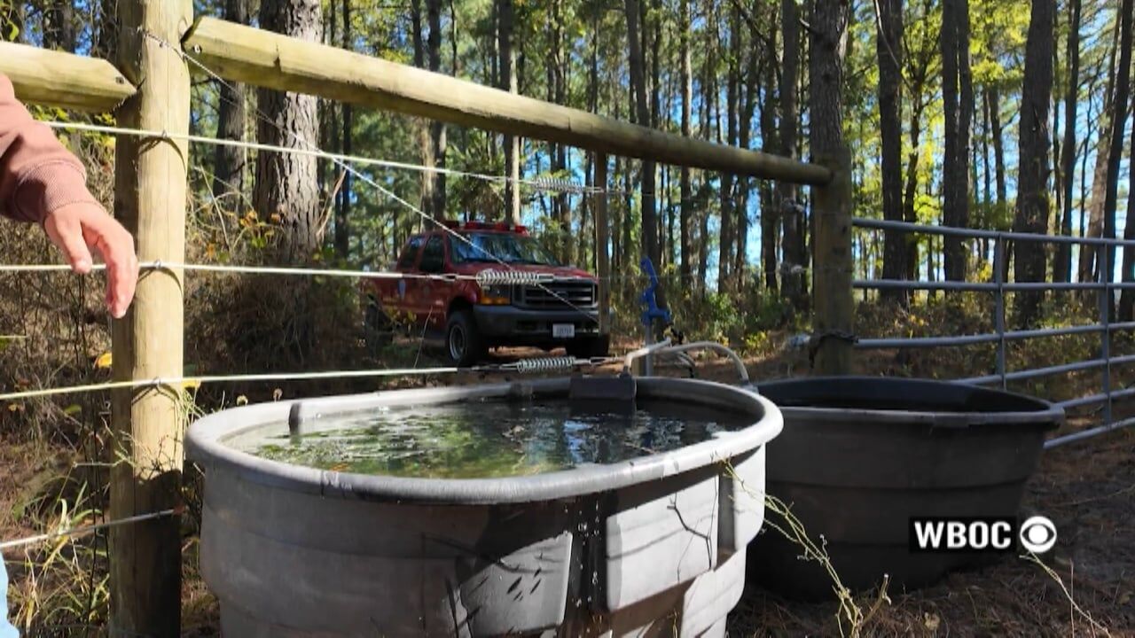 Salt water toxicity suspected in mysterious Chincoteague pony ailments